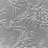 cells